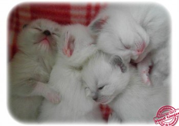 Ginger -portée 4 chatons ragdoll - Chatterie Ragdolls du Val de Beauvoir